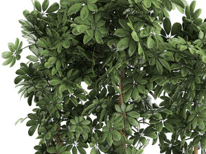 decorative schefflera in flowerpots 762 3D Model