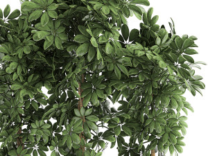 decorative schefflera in flowerpots 762 3D Model