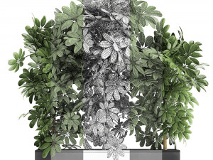 decorative schefflera in flowerpots 762 3D Model