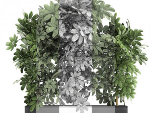 decorative schefflera in flowerpots 762 3D Model