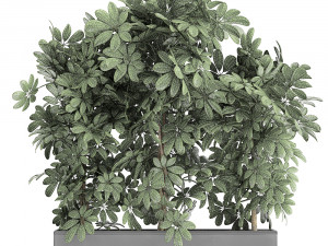 decorative schefflera in flowerpots 762 3D Model