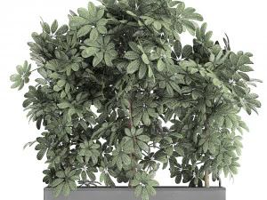 decorative schefflera in flowerpots 762 3D Model