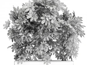 decorative schefflera in flowerpots 762 3D Model