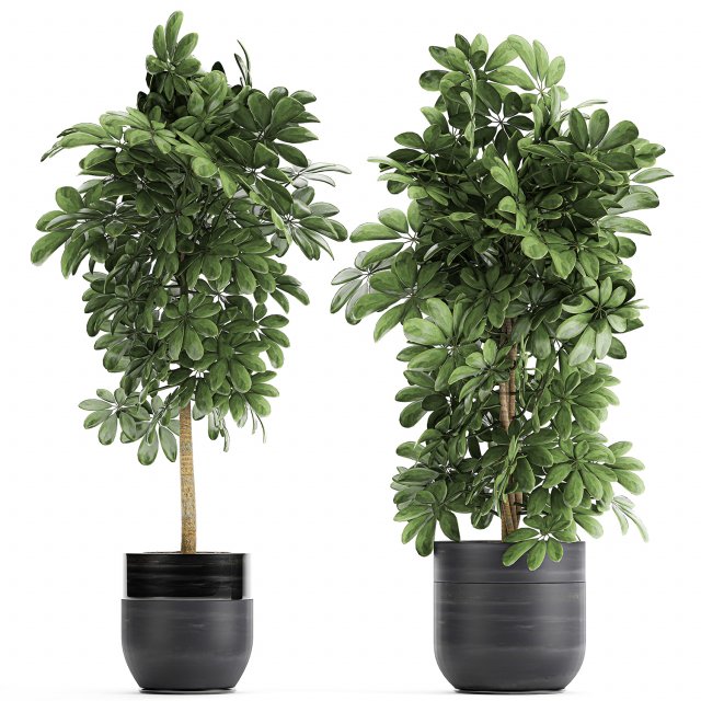 decorative schefflera in flowerpots 763 Modello 3D .c4d .max .obj .3ds .fbx .stl .blend 