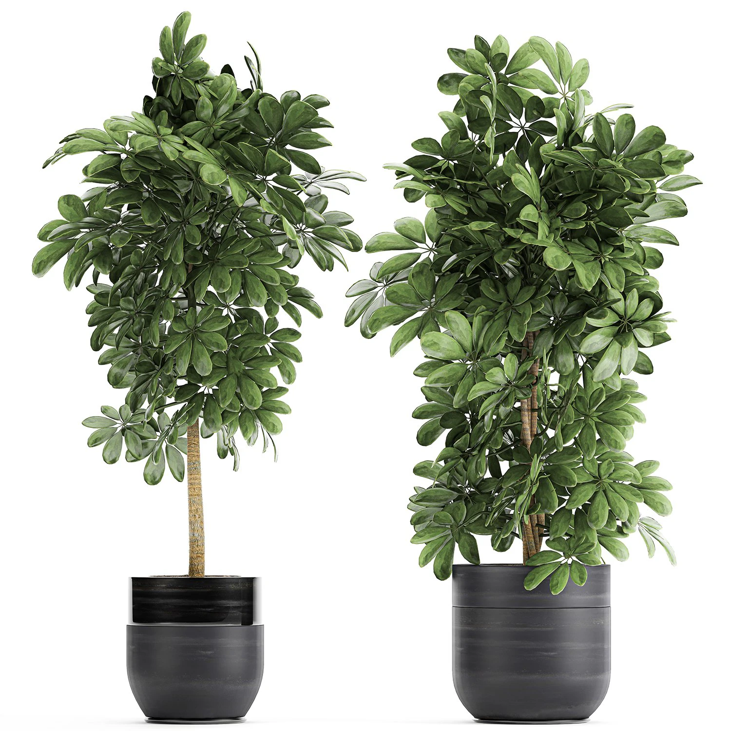 decorative schefflera in flowerpots 763 3D Model .c4d .max .obj .3ds .fbx .stl .blend