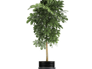 decorative schefflera in flowerpots 763 Modello 3D