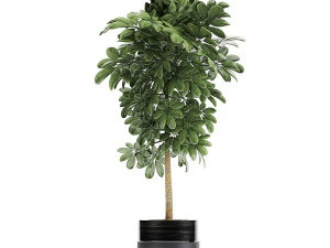 decorative schefflera in flowerpots 763 3D Model