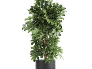 decorative schefflera in flowerpots 763 Modello 3D