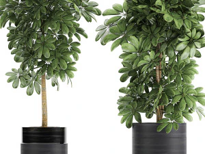 decorative schefflera in flowerpots 763 3D Model