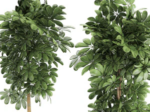 decorative schefflera in flowerpots 763 3D Model
