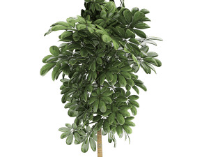 decorative schefflera in flowerpots 763 Modello 3D