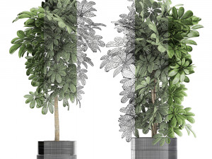 decorative schefflera in flowerpots 763 Modello 3D