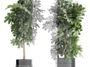 decorative schefflera in flowerpots 763 3D Model