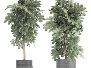 decorative schefflera in flowerpots 763 3D Model