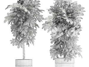 decorative schefflera in flowerpots 763 Modello 3D