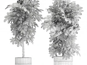 decorative schefflera in flowerpots 763 3D Model