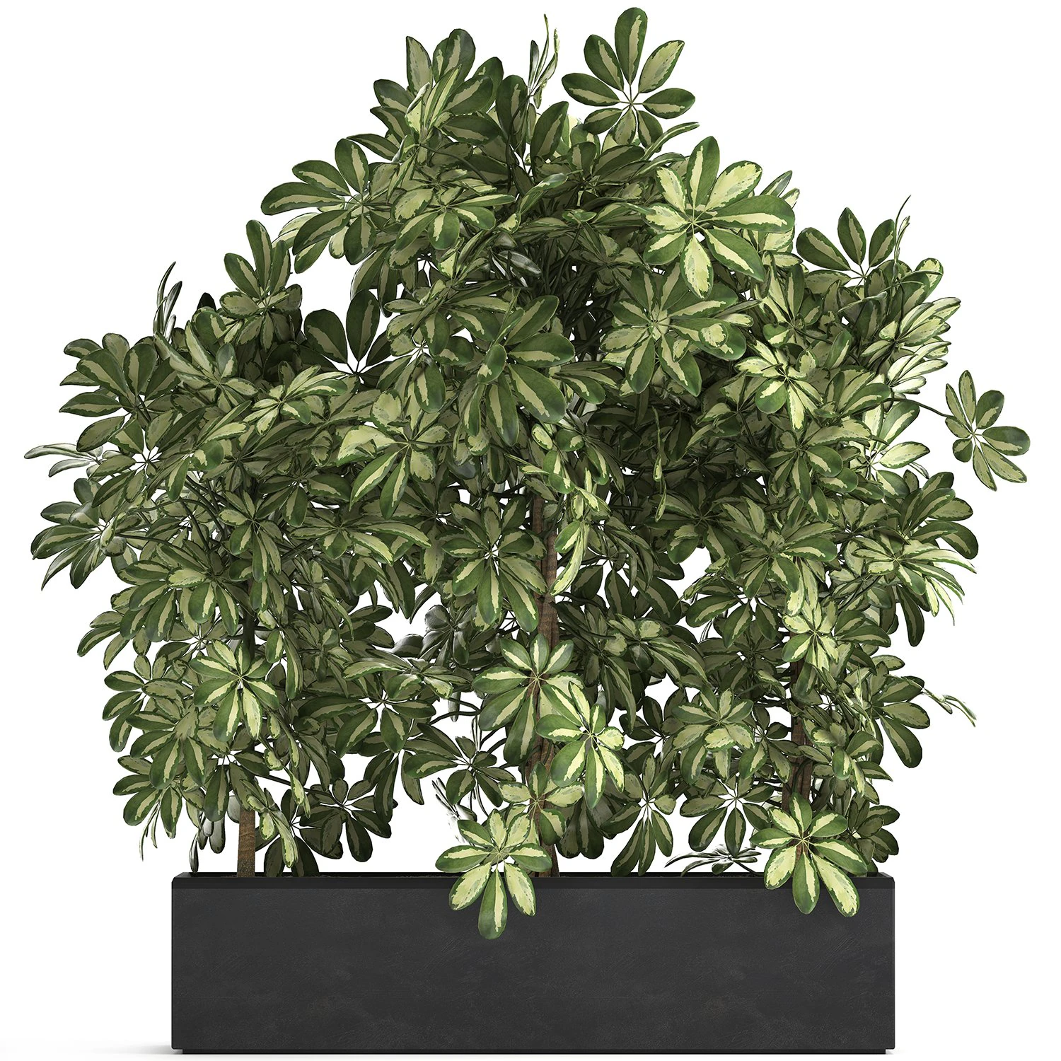 decorative schefflera in flowerpots 764 3D Model .c4d .max .obj .3ds .fbx .stl .blend