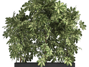 decorative schefflera in flowerpots 764 3D Model