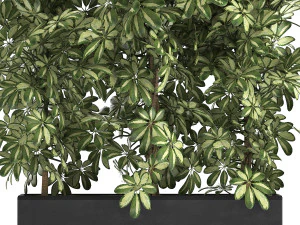decorative schefflera in flowerpots 764 3D Model