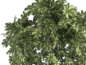 decorative schefflera in flowerpots 764 3D Model