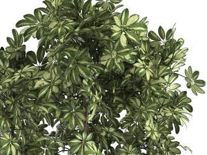 decorative schefflera in flowerpots 764 3D Model