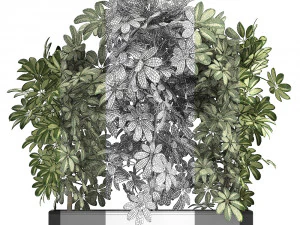 decorative schefflera in flowerpots 764 3D Model