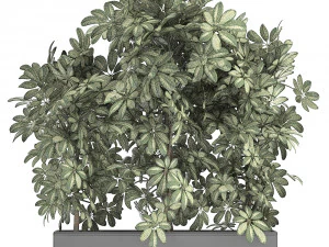 decorative schefflera in flowerpots 764 3D Model