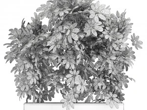 decorative schefflera in flowerpots 764 3D Model