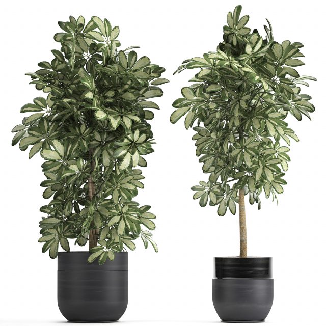 decorative schefflera in flowerpots 765 3D Model .c4d .max .obj .3ds .fbx .stl .blend 