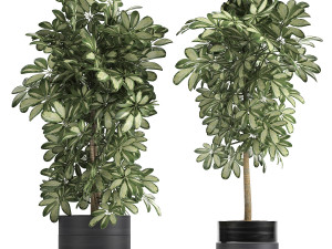 decorative schefflera in flowerpots 765 3D Model