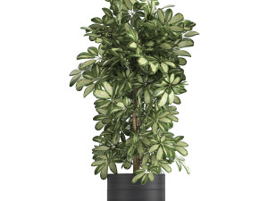 decorative schefflera in flowerpots 765 3D Model