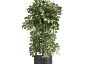 decorative schefflera in flowerpots 765 3D Model