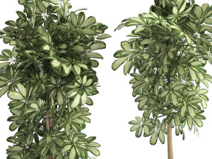 decorative schefflera in flowerpots 765 3D Model