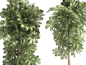 decorative schefflera in flowerpots 765 3D Model