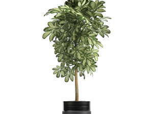 decorative schefflera in flowerpots 765 3D Model