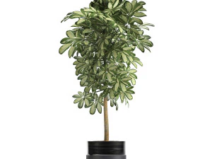 decorative schefflera in flowerpots 765 3D Model
