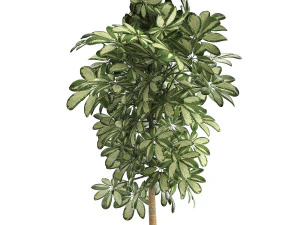 decorative schefflera in flowerpots 765 3D Model