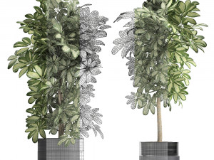 decorative schefflera in flowerpots 765 3D Model