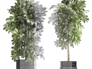 decorative schefflera in flowerpots 765 3D Model