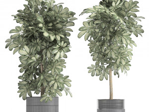 decorative schefflera in flowerpots 765 3D Model
