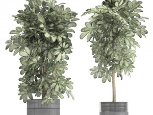 decorative schefflera in flowerpots 765 3D Model