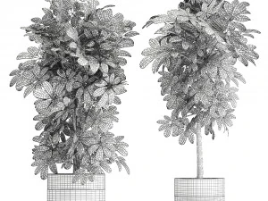 decorative schefflera in flowerpots 765 3D Model
