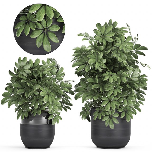 decorative schefflera in flowerpots 766 3D Model .c4d .max .obj .3ds .fbx .stl .blend 