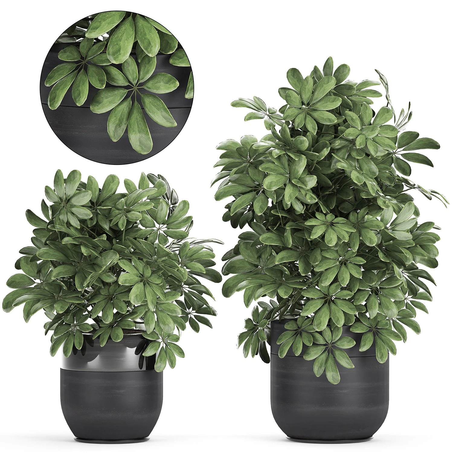decorative schefflera in flowerpots 766 3D Model .c4d .max .obj .3ds .fbx .stl .blend 