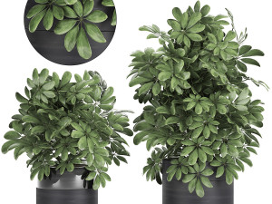 decorative schefflera in flowerpots 766 3D Model
