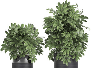decorative schefflera in flowerpots 766 3D Model