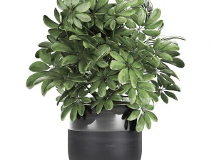 decorative schefflera in flowerpots 766 3D Model