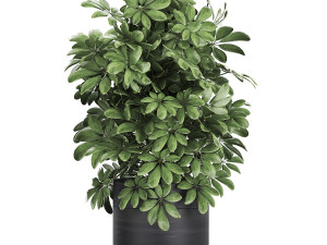 decorative schefflera in flowerpots 766 3D Model