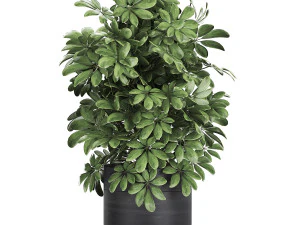decorative schefflera in flowerpots 766 3D Model