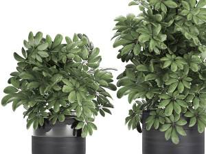 decorative schefflera in flowerpots 766 3D Model